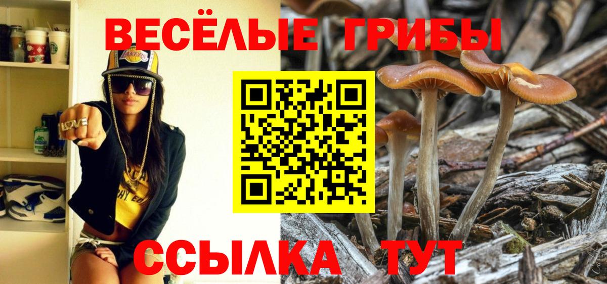 Псилоцибиновые грибы Psilocybine cubensis Протвино